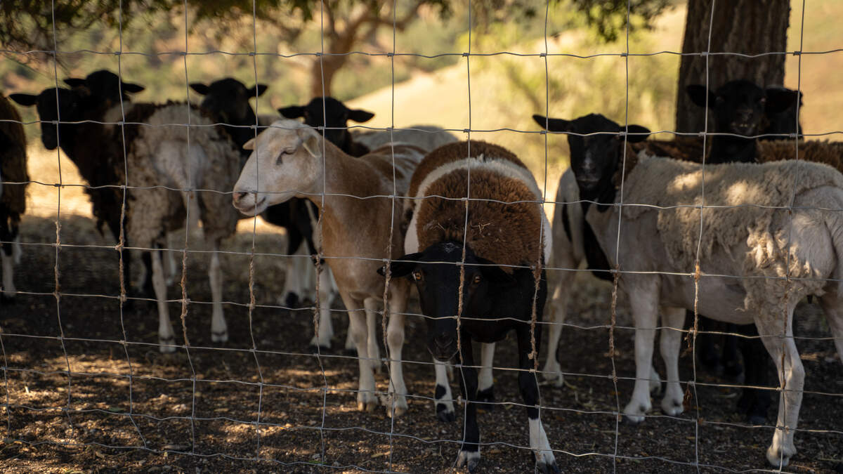 A herd of sheep from the nearby AmByth Estate graze on the other side of the fence of a neighboring property for sale at 705 Sequoia Lane on Wednesday, June 10, 2026. The herd grazes both properties in the months between harvests.