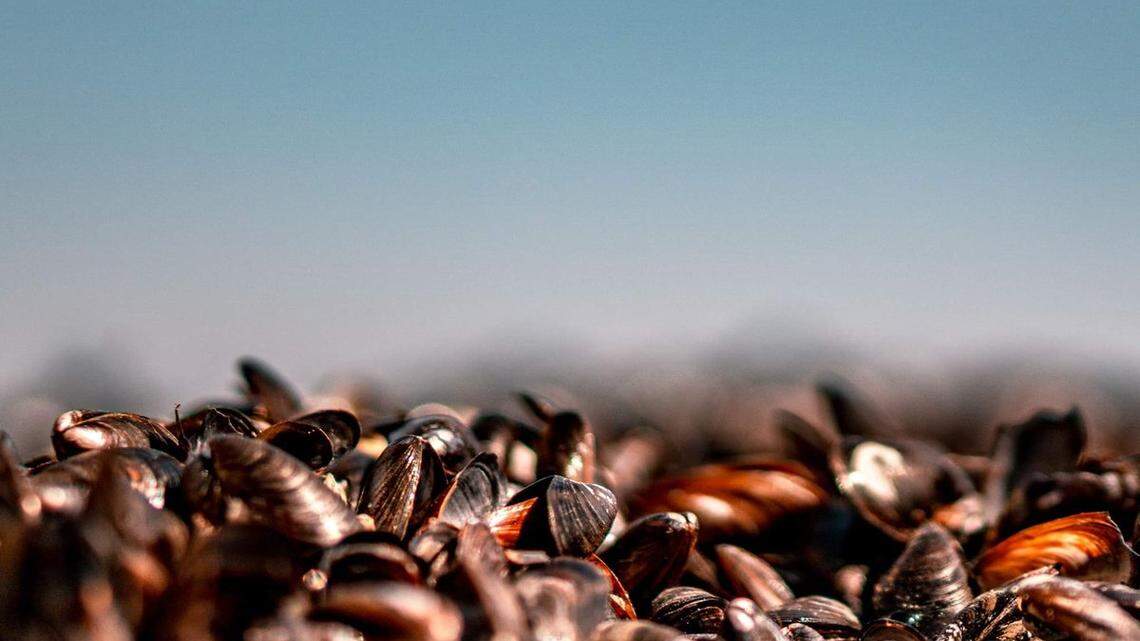 An annual quarantine of sports-harvested mussels is in place from May 1 through Oct. 31, 2022.