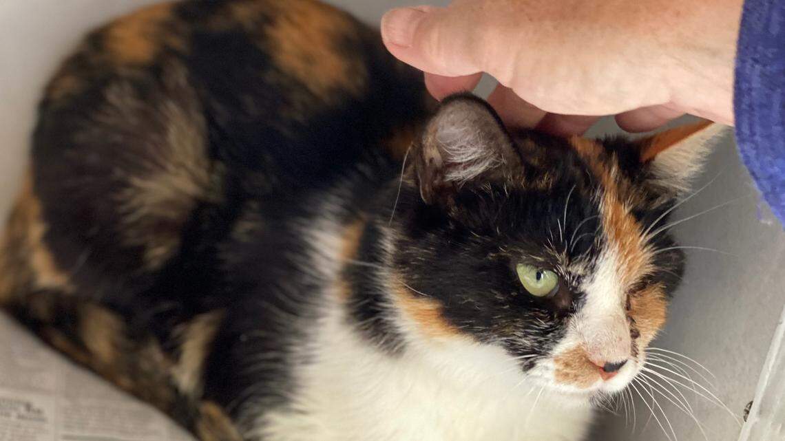 Josie the calico cat is a ‘friendly kitty’ who’s looking for a forever home