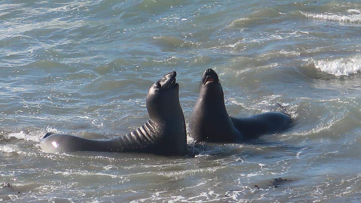 Young male elephant seals enjoy spring in the water as well as on the beach near the Piedras Blancas rookery north of San Simeon.