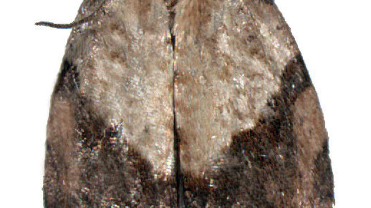 Light brown apple moth