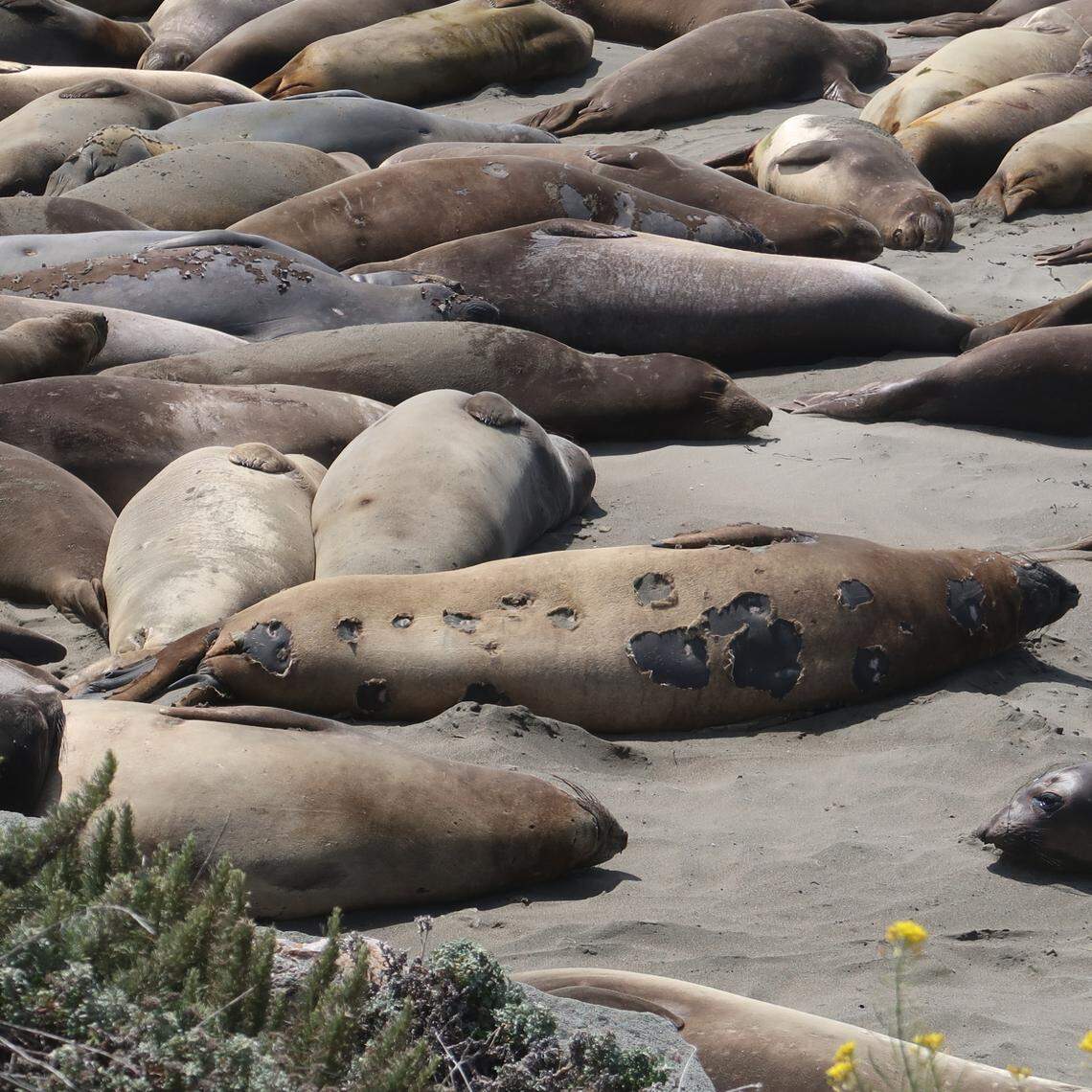 The cookie cutter shark scars on this elephant seal start molting first.
