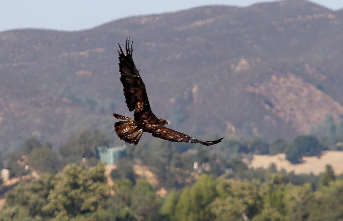 Pacific Wildlife Care released a rehabilitated golden eagle into the wild at Santa Margarita Ranch on Thursday, Aug. 29, 2024.