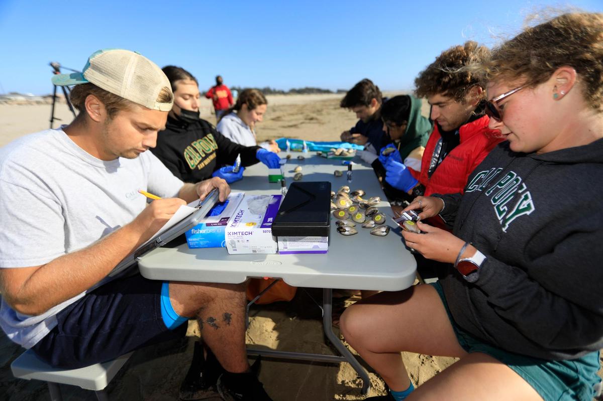 Robert Moon, left, Olivia Ross and other Cal Poly students work on tagging Pismo clams on Friday, Oct. 8, 2021 at Pismo Beach. Cal Poly researchers tagged Pismo clams with QR codes that beachgoers can scan. The tags will help researchers track the individual animals over time and learn about their growth rates, mortality rates and how much they move on the beach.