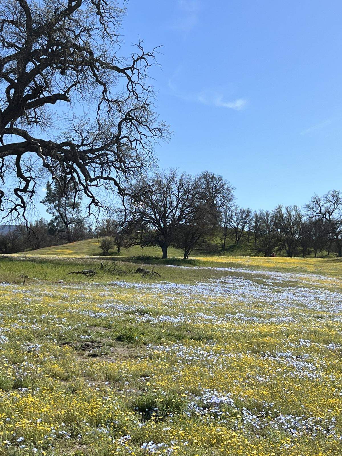 Wendy de Groot shot this photo of wildflowers at Shell Creek Road off Highway 58 near Santa Margarita on Sunday, April 2, 2023.