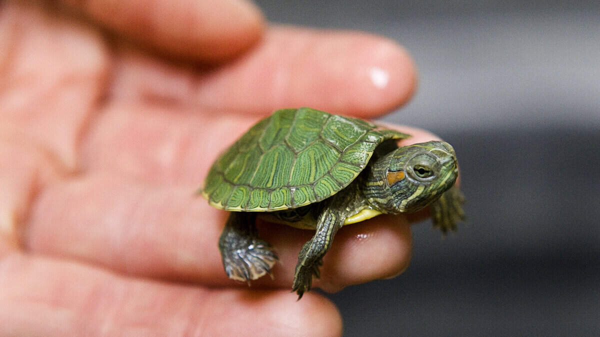Here's one of the red-eared slider turtles that were being given out as carnival game prizes before they were confiscated from the California Mid-State Fair on Thursday.