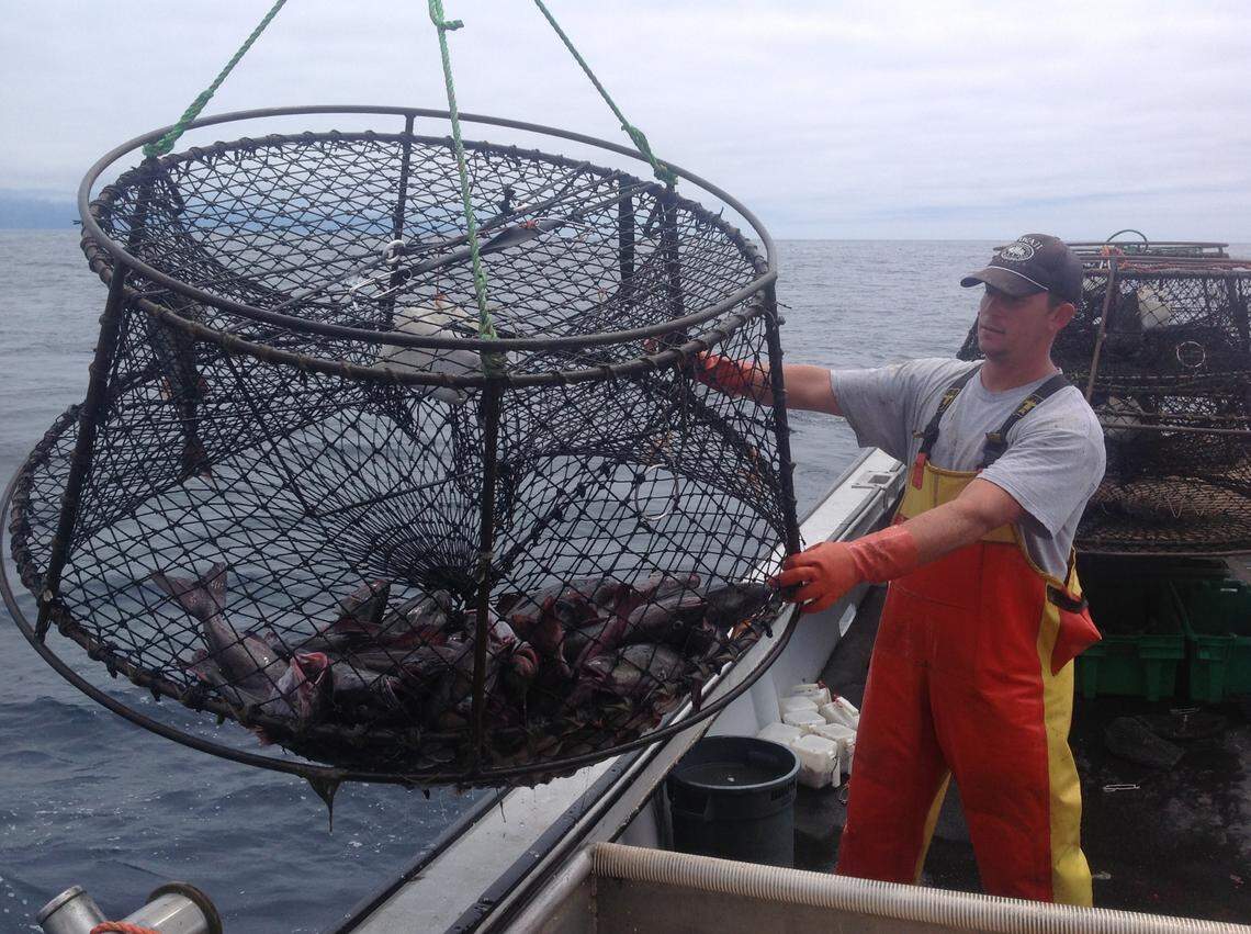 Scott Blue, Bill Blue’s son, guides in a catch of black cod.