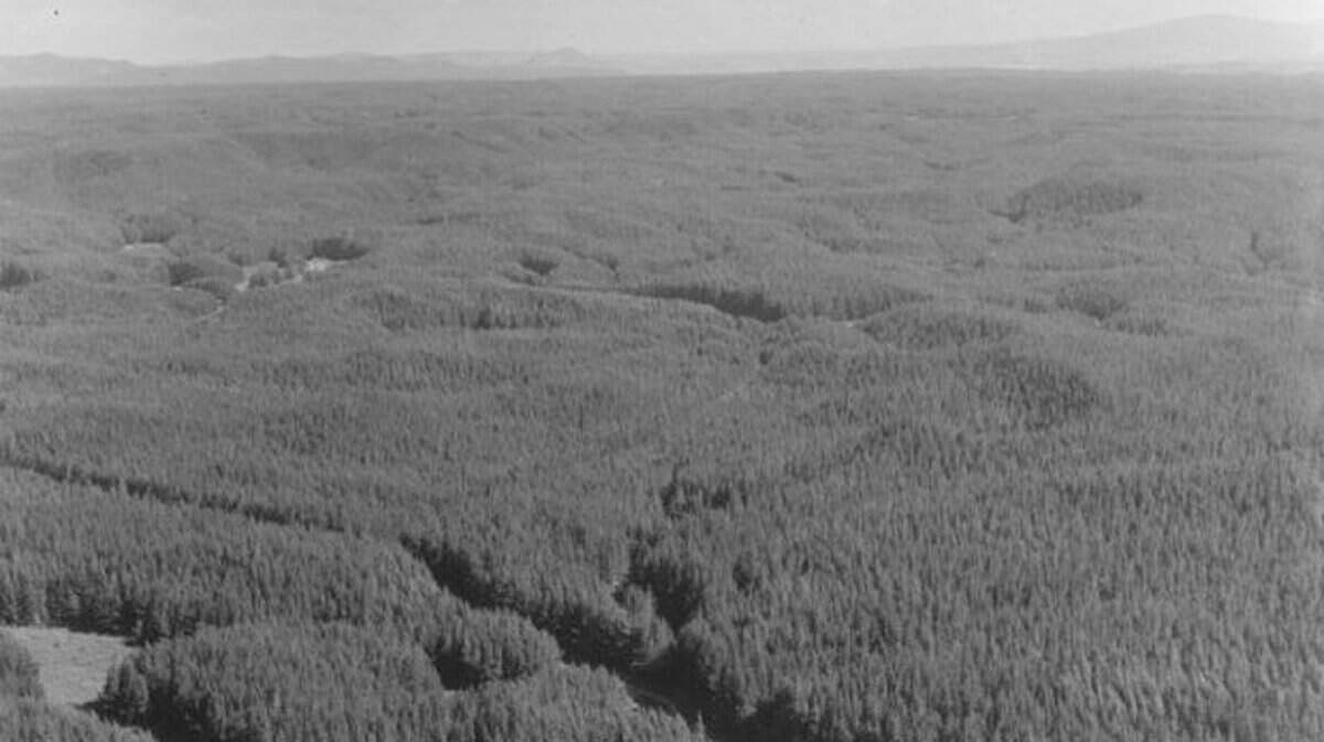 A plantation of pinus radiata in New Zealand, 1948.