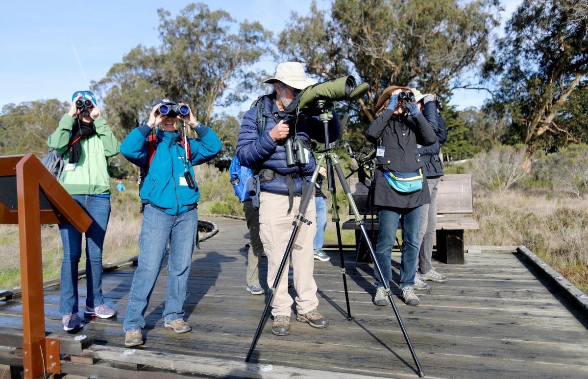 A group of birders led by Mike Stiles, past president of the Morro Coast Audubon Society, center, pause along a boardwalk to check for birds in the Morro Bay Estuary near the State Park Marina during the 2020 Morro Bay Winter Bird Festival, sponsored by the Morro Coast Audubon Society in collaboration with California State Parks, the Central Coast State Parks Association, and the City of Morro Bay. Docents and volunteers led bird enthusiasts on birding hikes, field trips, workshops and special events.