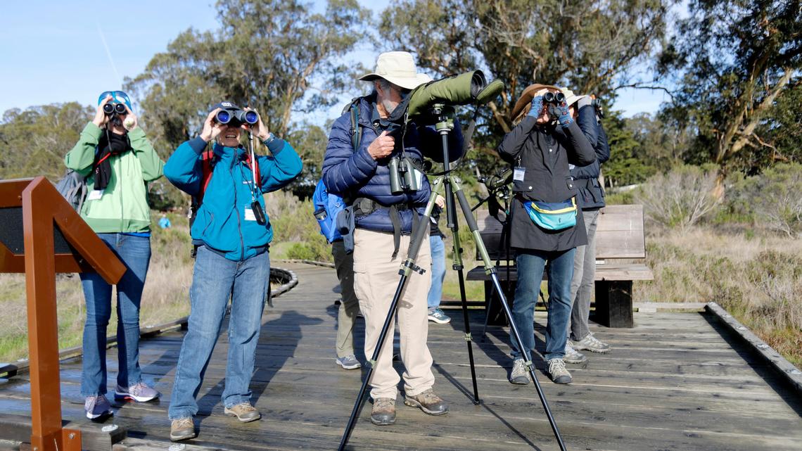 Morro Bay Winter Bird Festival canceled amid COVID omicron surge