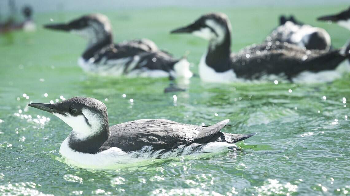 Penguin-like seabirds are starving off California, and El Niño may be why, clinic says