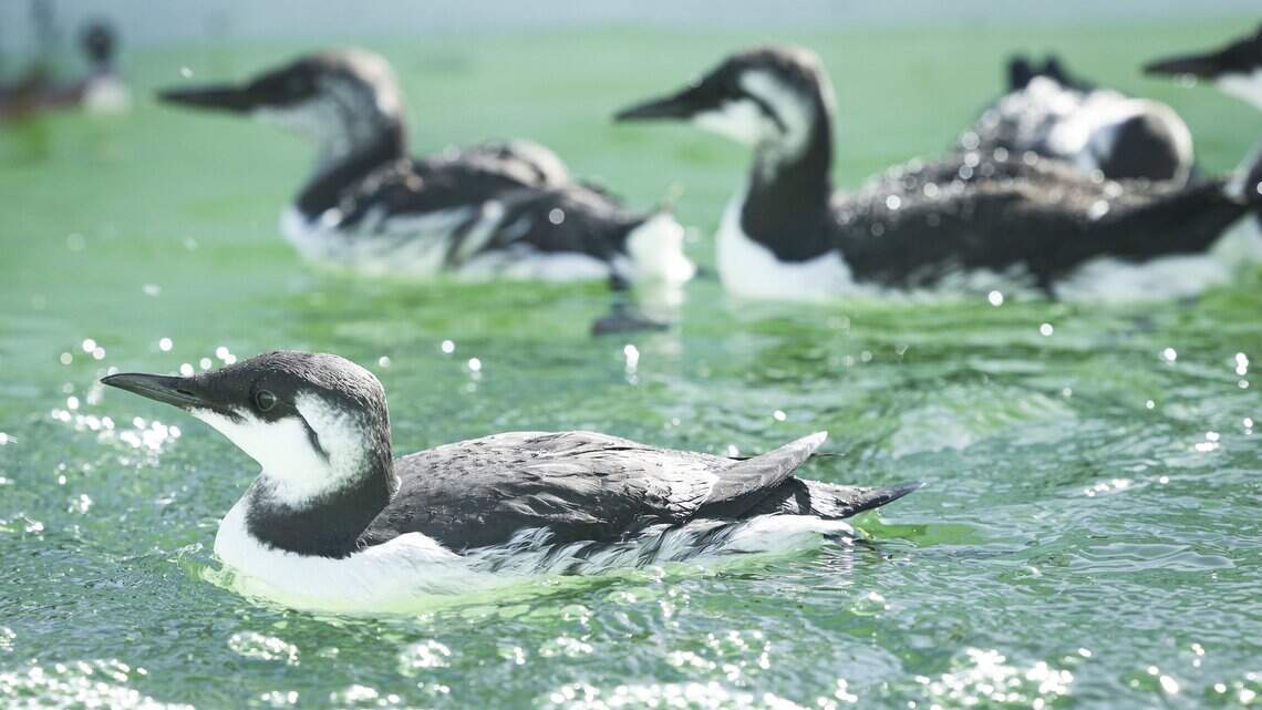 Penguin-like seabirds are starving off California, and El Niño may be why, clinic says