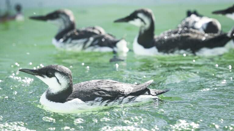 Starving seabirds are washing up on SLO County beaches. Here’s why