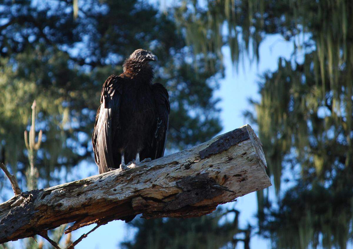 A juvenile California condor made a quick landing near the ranchland end of Cambria’s Village Lane about 10 a.m. Feb. 8. That’s when photographer Brendan Murphy, who lives nearby, quickly captured this image of her. Murphy and his dad “used to rehabilitate raptors and other birds here in the ‘90s,” he said. “When I was in fourth grade, I did a report on the reintroduction of the condors into the Ventana parks. Thirty-five-plus years later, I have one literally outside our gate!’