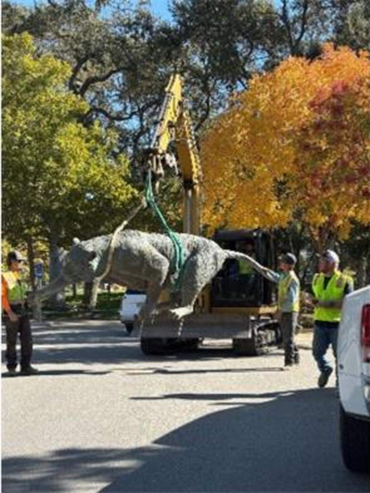 Lucas Porter Construction moved the iconic bronze tiger sculpture at the Charles Paddock Zoo in Atascadero from the Caribbean flamingo habitat to the Thelma Vetter Red Panda Experience in November 2024.
