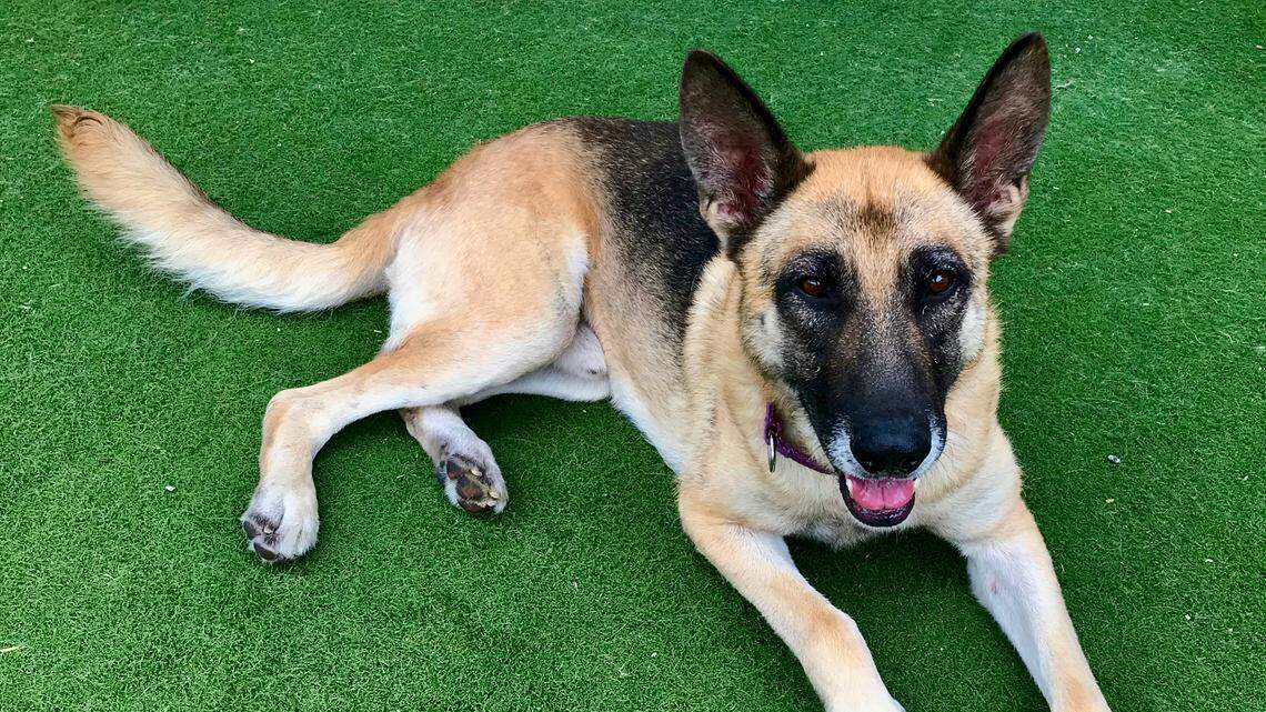 Gator the German shepherd took months to recover from ‘horrible neglect.’ He needs a new home