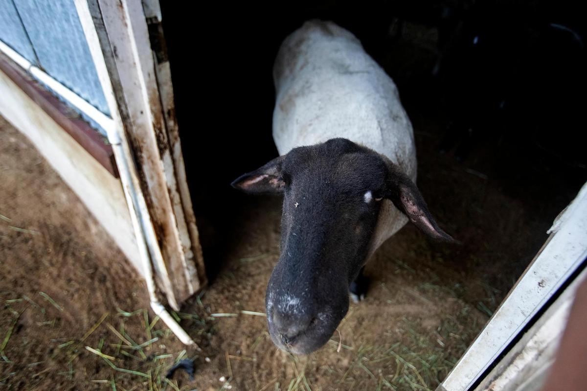 Beau, a male Suffolk sheep, is one of several livestock animals at Lilly’s Animal Rescue in Arroyo Grande. The organization is partnering with Leaders for Ethics, Animals and the Planet to host local students interested in animal welfare.