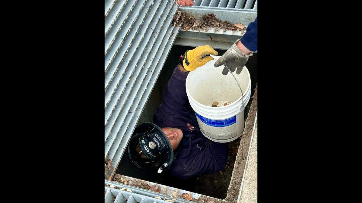 Five Cities Fire Authority firefighters rescue several quail checks that had fallen into a storm drain in Arroyo Grande on Friday afternoon, May 19, 2023.