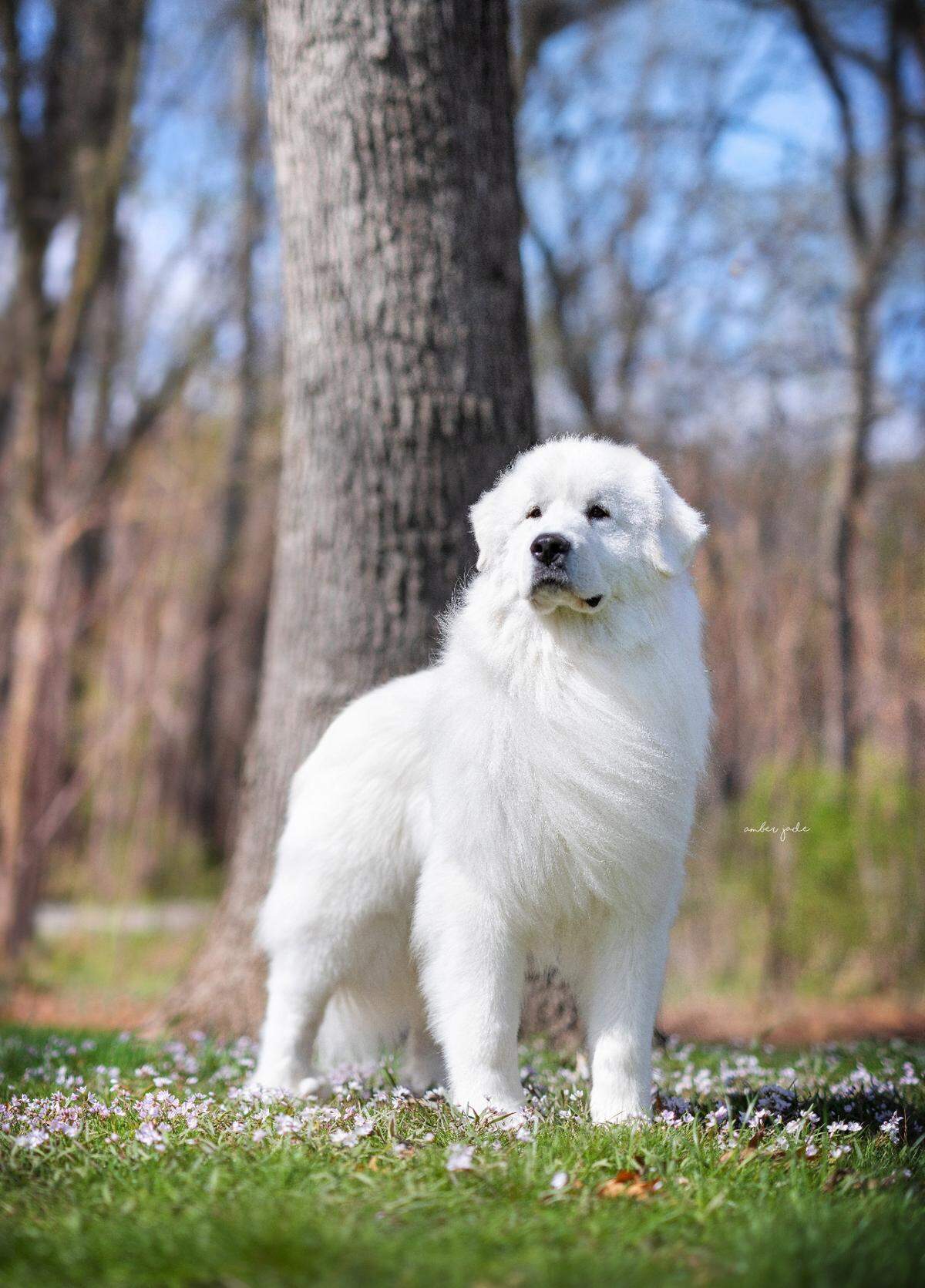 EJ, a Great Pyrenees dog from Arroyo Grande, has only been competing for the past year and a half, but he’s already qualified for the nation’s most prestigious dog show.