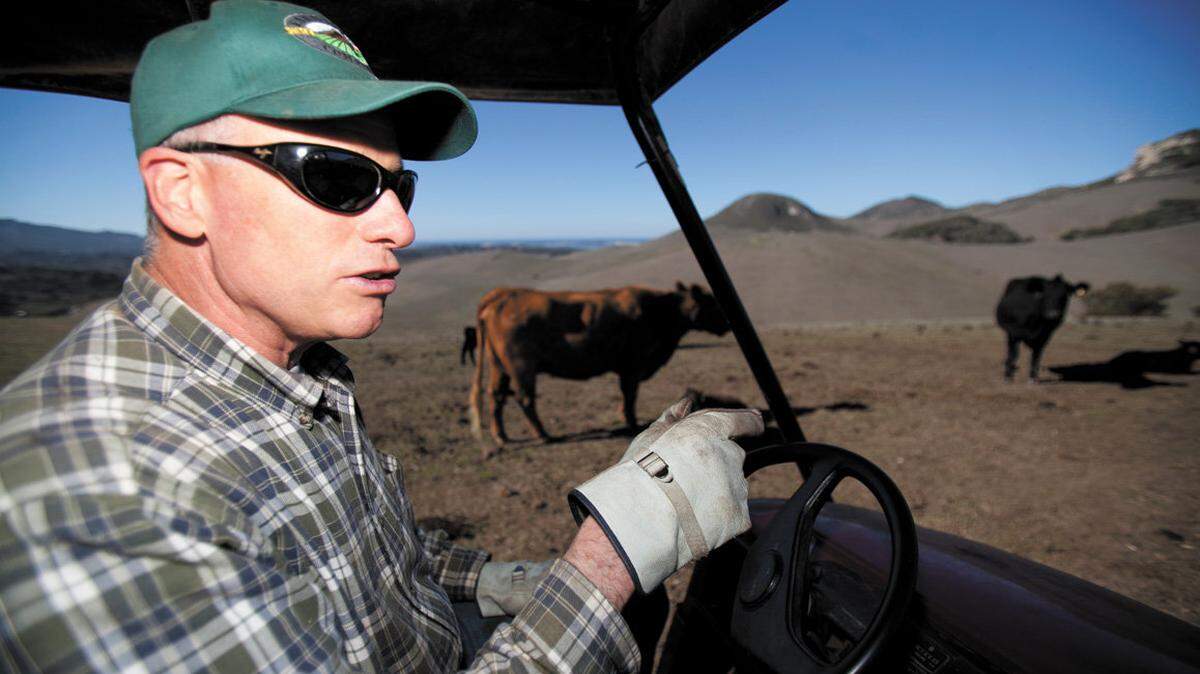Jeff Buckingham and his wife Joan (not shown) run their cattle ranch in Los Osos. Jeff is founder of Blue Rooster Telecom in San Luis Obispo. In this photo, they're feeding the herd and looking for two newborn calves that need to be tagged and weighed.