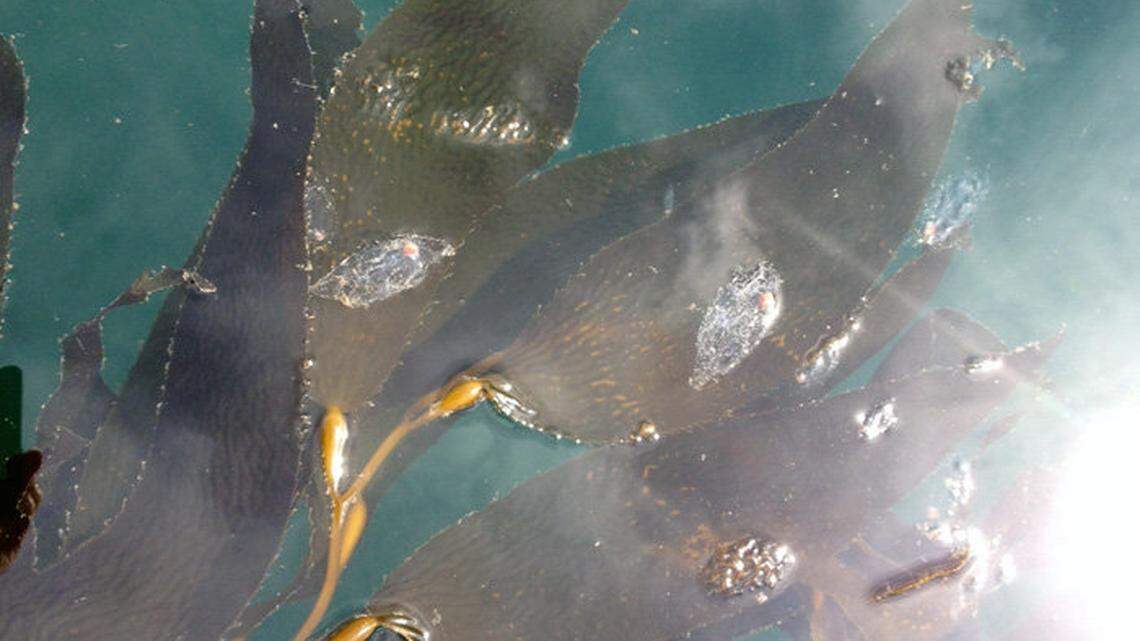 Large numbers of salp started clogging the cooling water intake structure at Diablo Canyon on Monday night. An individual salp is about 2 to 3 inches long.