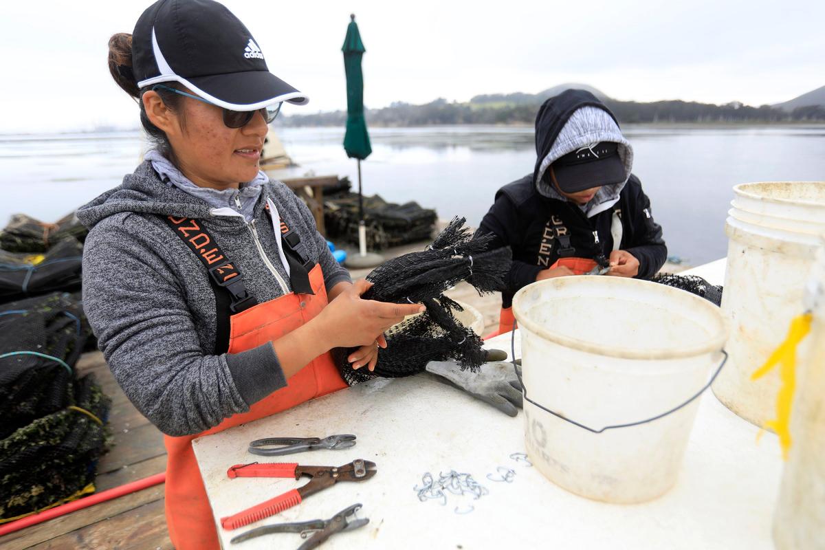 Carolina Hernandez, left, and Jenny Sorto preps bags used to hold the freshly harvested oysters at the Grassy Bar Oyster Co. in Morro Bay.