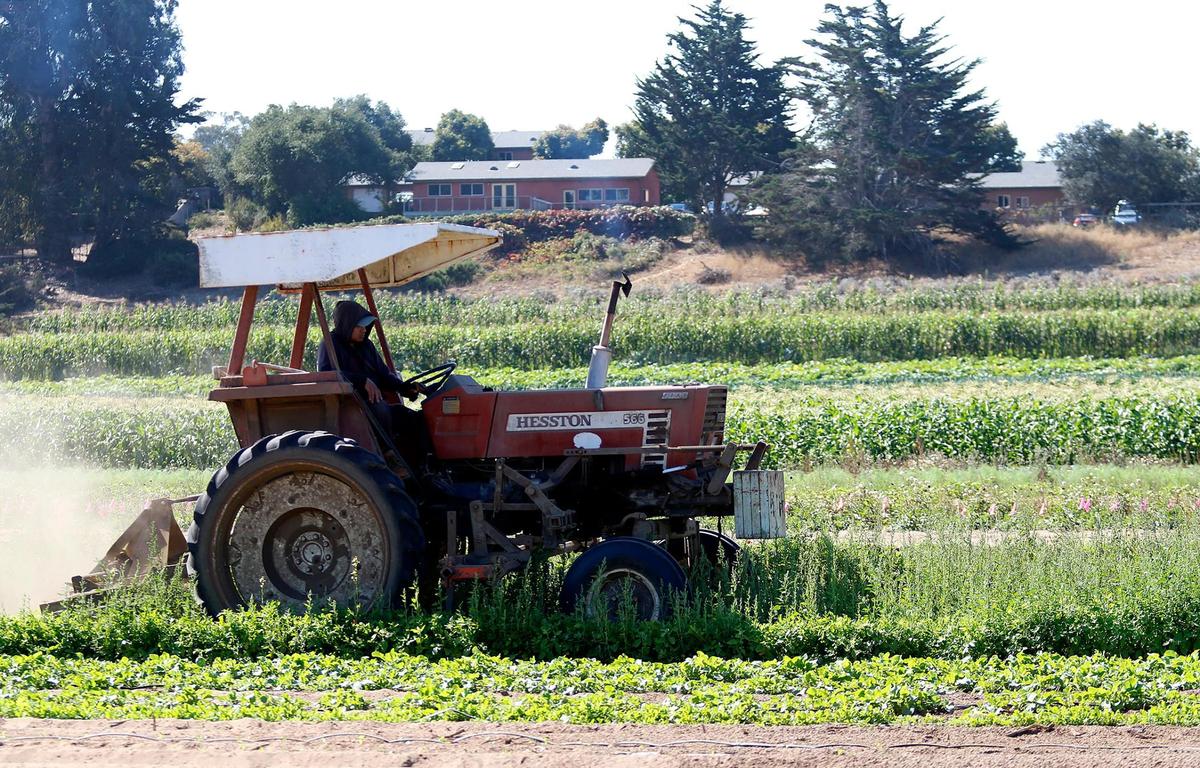 A worker braves the heat at Halcyon Farms in Arroyo Grande on Wednesday, Sept. 7, 2022. San Luis Obispo County farm workers are working in triple-digit temperatures during a record-breaking heat wave.