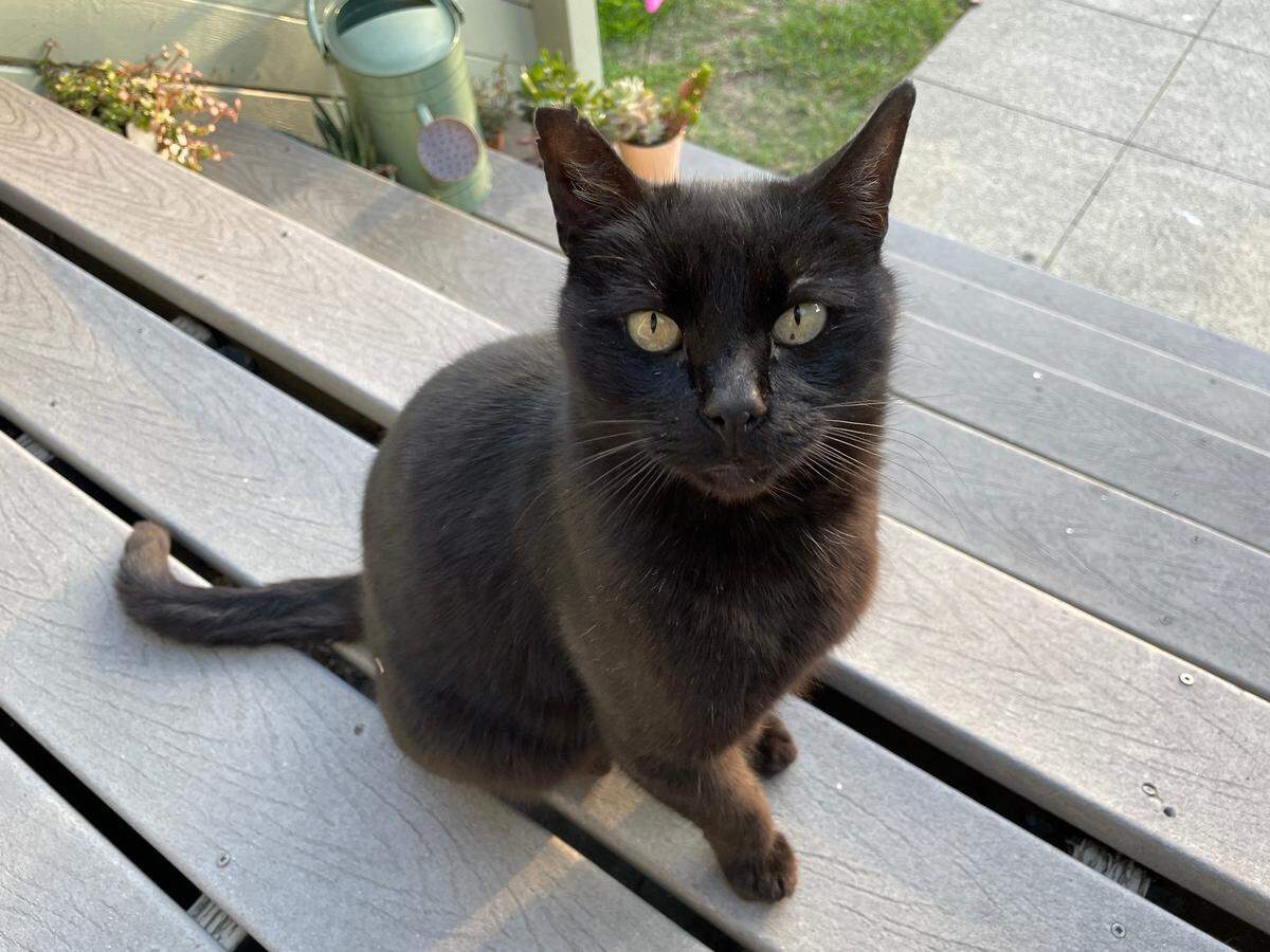 Charlie is one of a number of neighborhood cats that roam San Luis Obispo. The San Luis Obispo County animal shelter is no longer taking in healthy stray cats due to a policy change that prioritizes other methods of helping feline populations.