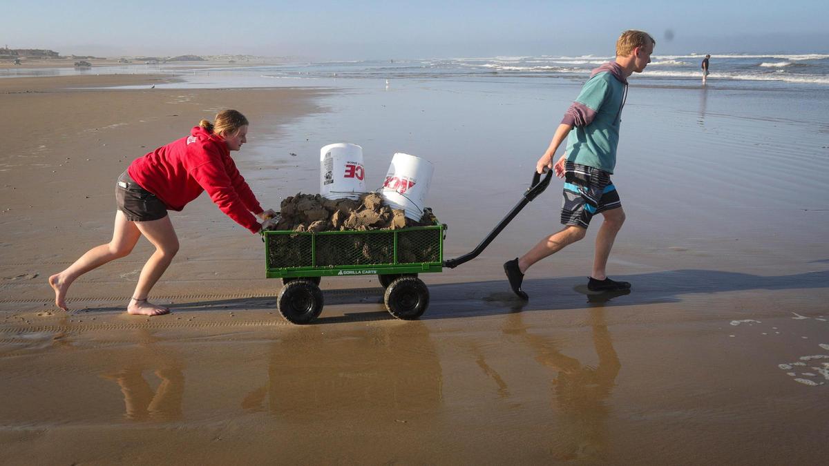 Cal Poly students Dustin Hendrix, left, and Jacob Hinshaw take a sample of sand to be washed to reveal clams to be measured on May 29, 2025.
