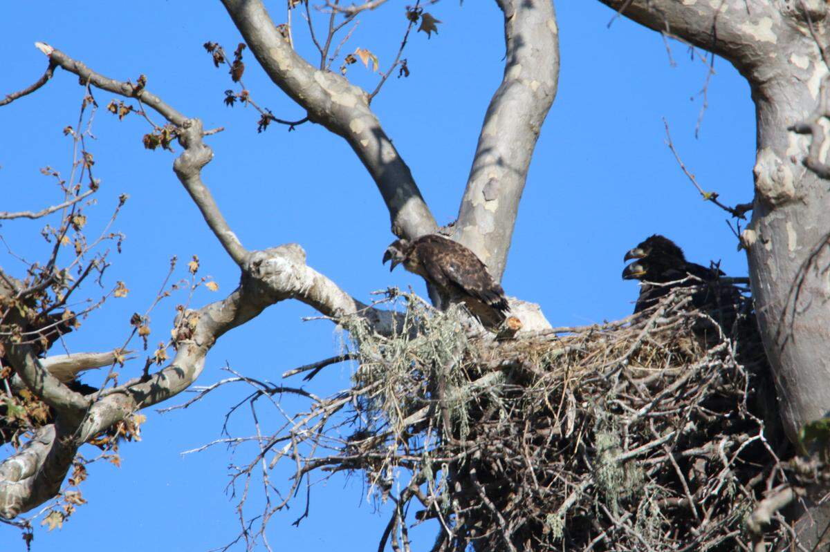 A baby red-tailed hawk, center, was plucked by bald eagle parents and is now sharing a nest in San Simeon with an eagle family seen on June 5, 2024.