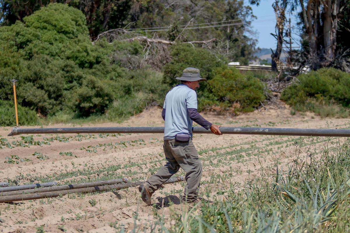 Farmworkers at the Rutiz Family Farm in Arroyo Grande talk about what life is like during the Coronavirus pandemic.