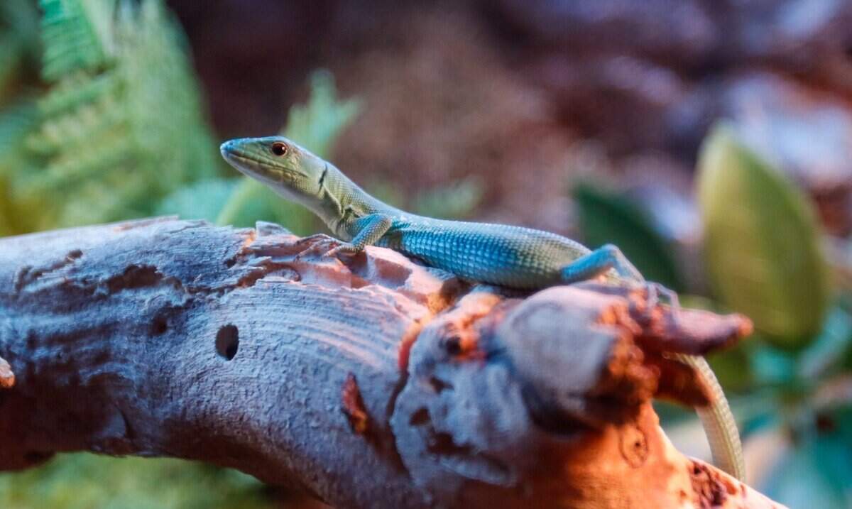 A green anole suns itself in its enclosure at BK's Reptiles and Zoo on Friday, June 12, 2026. BK's opened in Grover Beach in May, carrying reptile products and offering zoo tours.