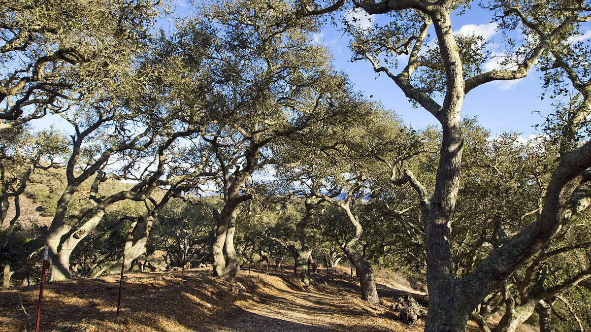 Oak trees on the proposed 900-acre Pismo Preserve.