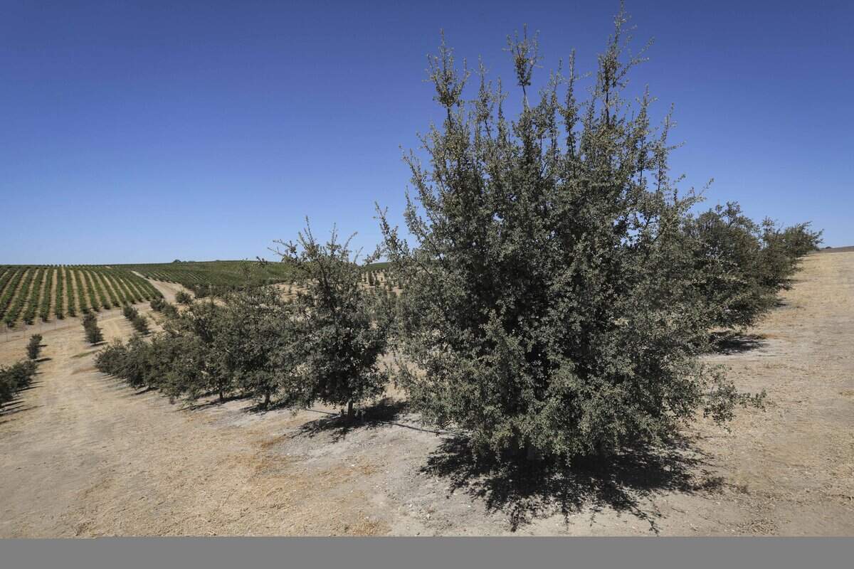 Holly oak trees grow at Tufera Farms near Paso Robles on Aug. 27, 2025. The trees are inoculated to produce truffles, a high-dollar crop.