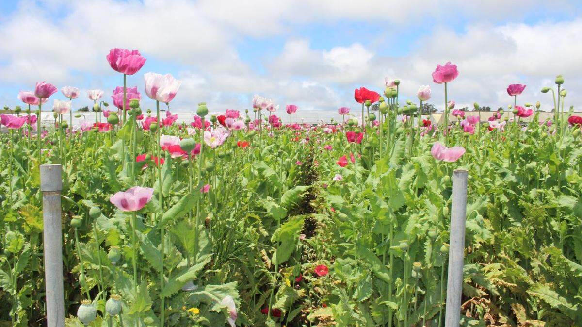 Authorities in Monterey County discovered eight opium poppy fields in Monterey County in May, leading to the largest known opium poppy bust in California history.