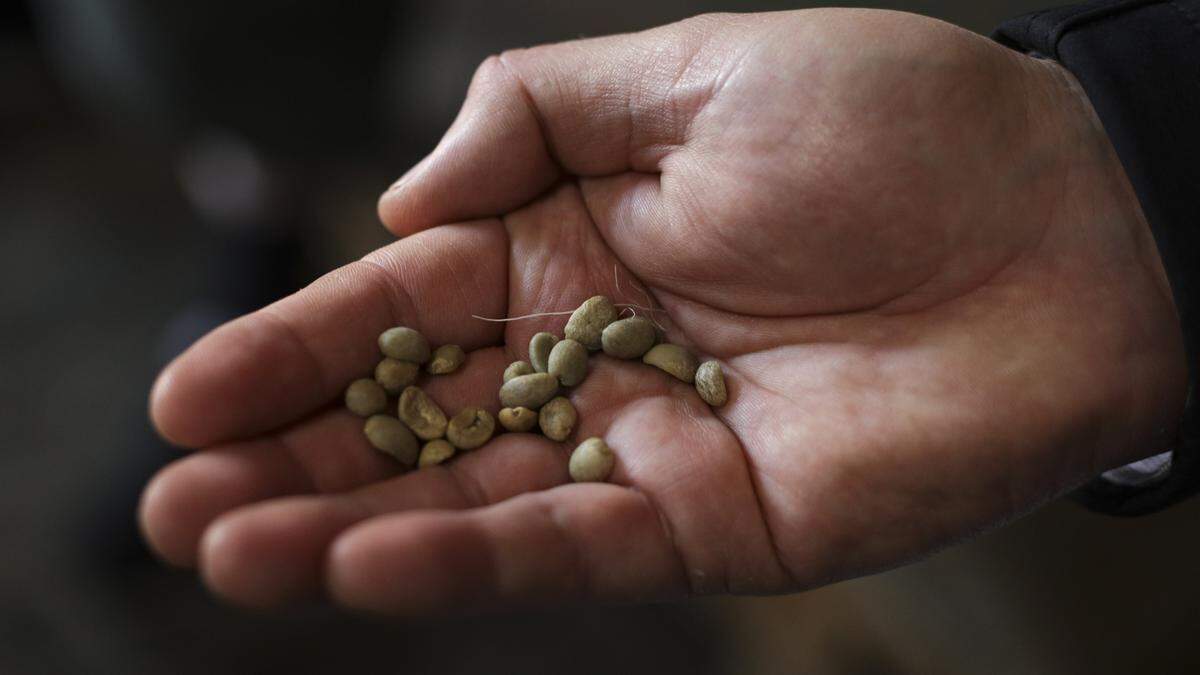 Rep. Salud Carbajal SLO Roasted Coffee and asked how they were impacted by Trump tariffs on Jan. 16, 2026. Unroasted Colombian supremo coffee beans.