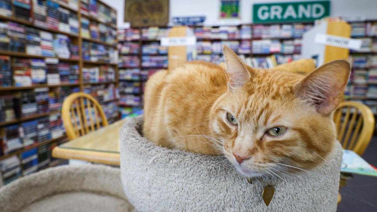 Store cat Jay Catsby takes inventory of books and customers. Nan’s in Grover Beach is expanding offerings and continuing under ownership Kassi Dee, owner of Nan’s Books & Crystals. She is granddaughter of founder Nan Fowler.