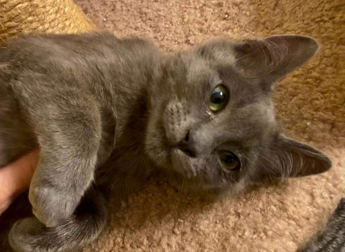 Maska, a 4-month-old male kitten, is available for adoption at the San Luis Obispo County Animal Services shelter in San Luis Obispo.