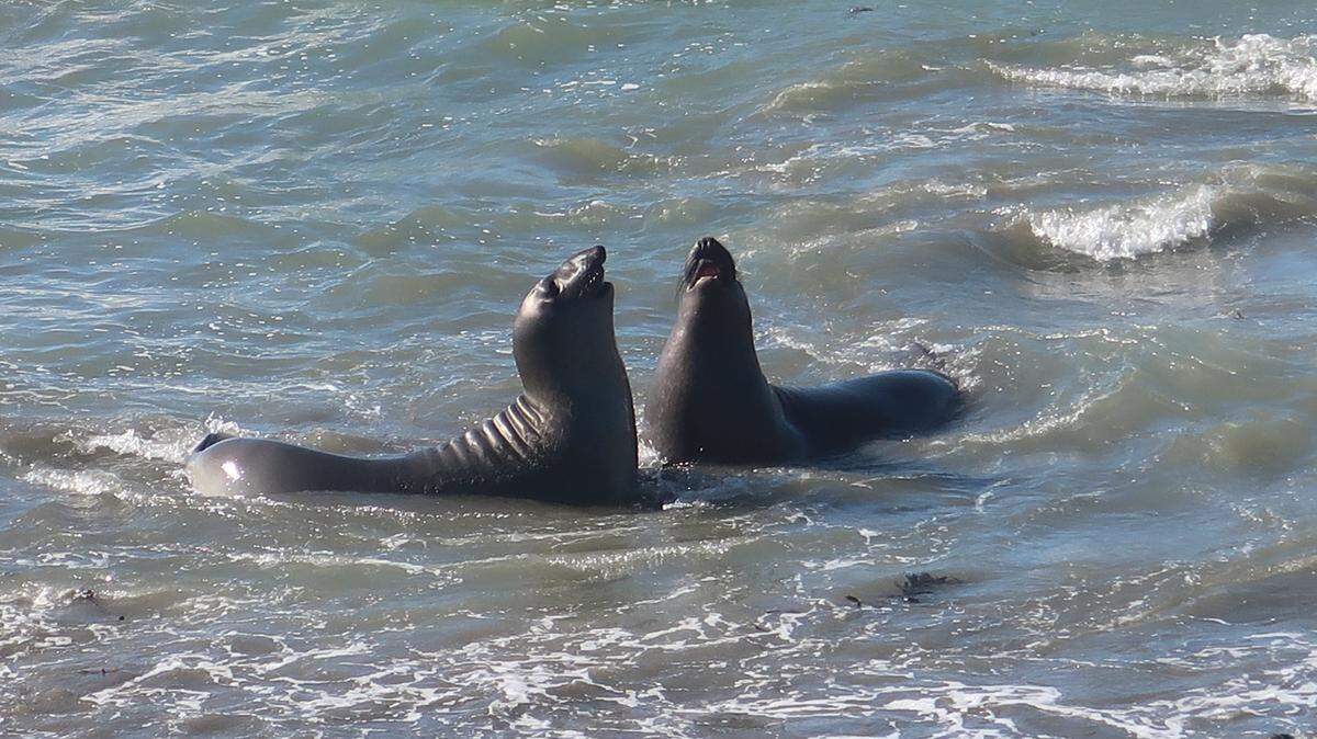 Two young elephant seals show off their growing noses as they spar in the surf at the Piedras Blancas rookery north of San Simeon in San Luis Obispo County.