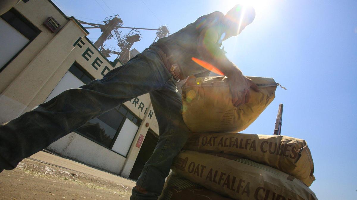 Jake Rosenak loads a customer’s feed at Templeton Feed and Grain under a hot sun. Temperatures broke a record for the second day in Paso Robes as the county and especially the North County felt the impact of a heat wave.