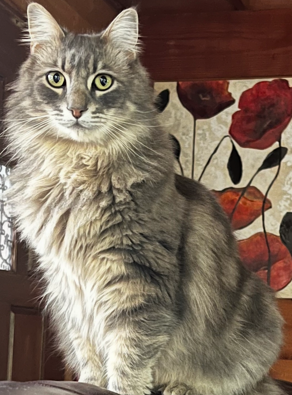 Cambria cat Mochi is beautiful and loveable, but a bit of a flop as a watch kitty, as his owner discovered during a nighttime scare. Kathe Tanner, columnist for The Tribune, shares the tale and gales of laughter it produced after the fact.