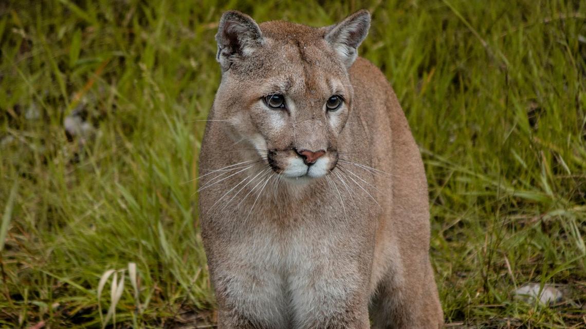 A mountain lion killed two dogs at a Southern California home.