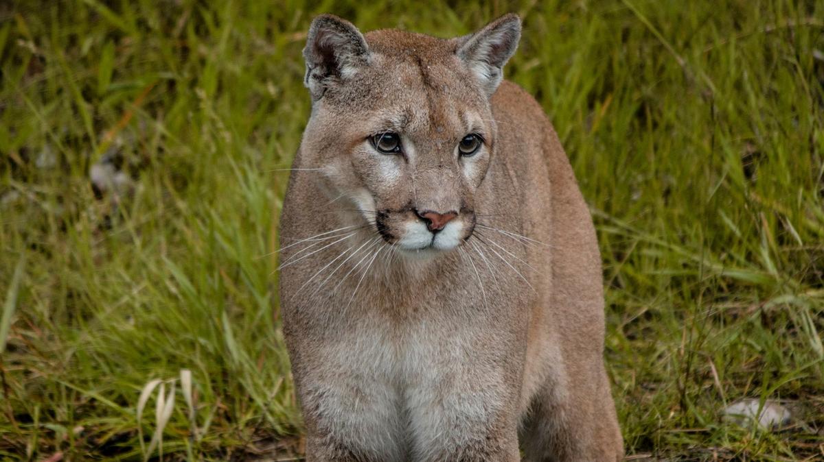 A mountain lion that was seen hanging around Laguna Lake in San Luis Obispo has been trapped and relocated, the city said.