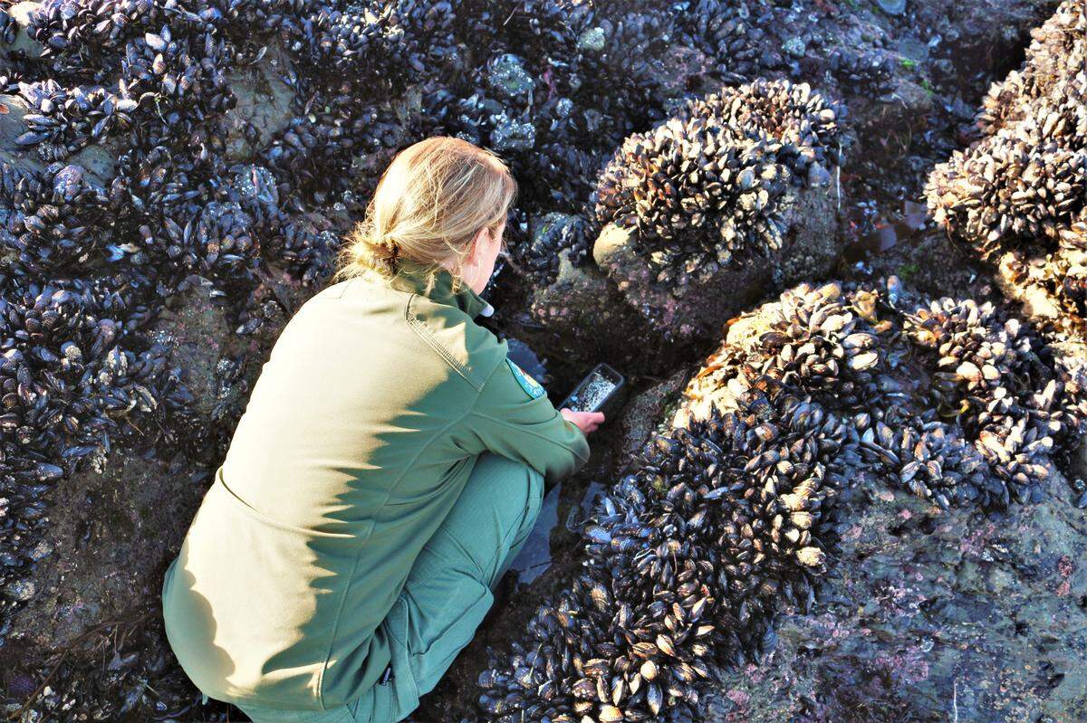 Robyn Chase, an interpretive manager with California State Parks, takes a photo of an ochre sea star at Estero Bluffs State Park just north of Cayucos. Ochre sea stars have been devastated by sea star wasting syndrome and have yet to recover.
