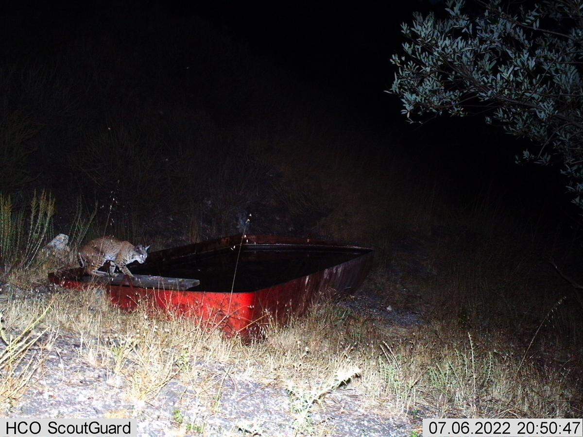 A bobcat drinks water at the Pismo Preserve in San Luis Obispo County, California, in July 2022.