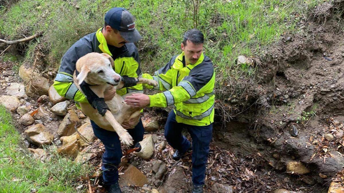 Montecito firefighters help Wilson the dog get out of a creek on Saturday, Dec. 10, 2022.