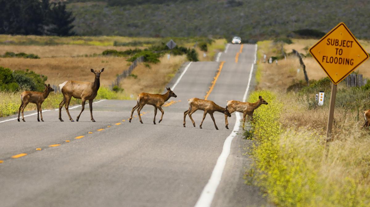 A line of elk crossing Highway 1 near Piedras Blancas.