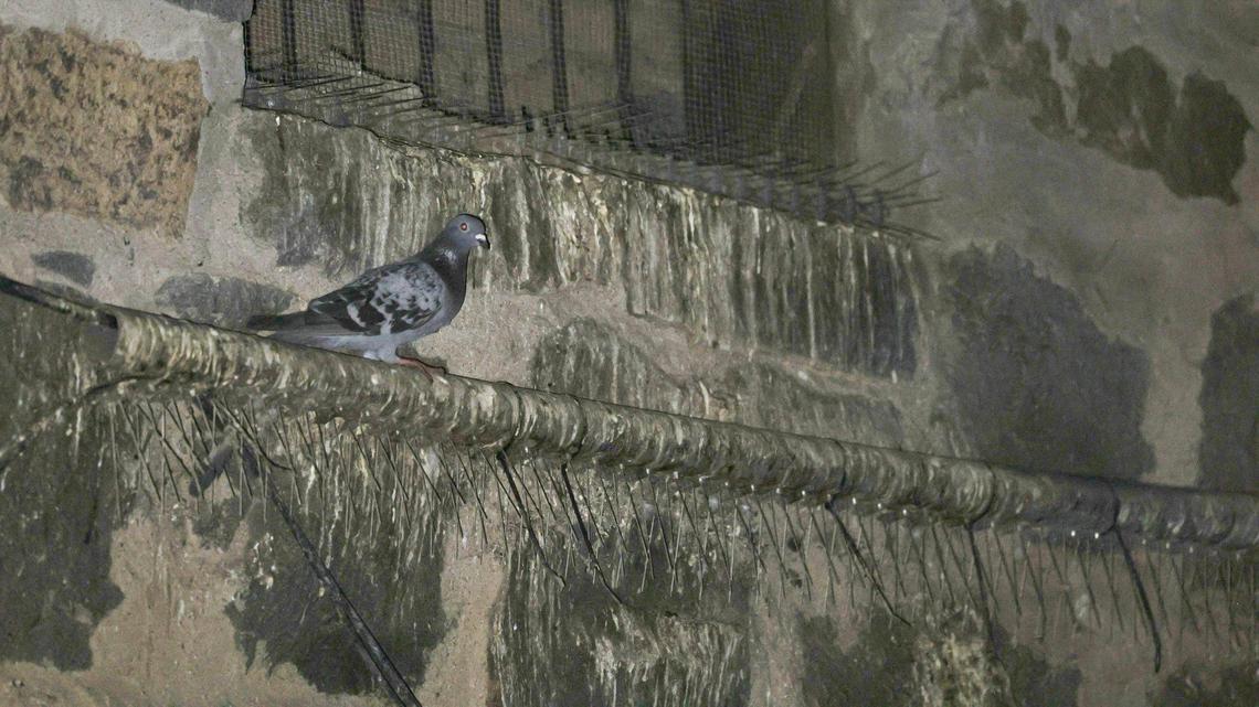 Pigeons living in the tunnel below downtown San Luis Obispo dropped feces in the creek, contributing to unsafe bacteria levels in the water. The city installed spike strips and netting in the tunnel to discourage the birds from nesting over the creek, seen here on Oct. 28, 2024.