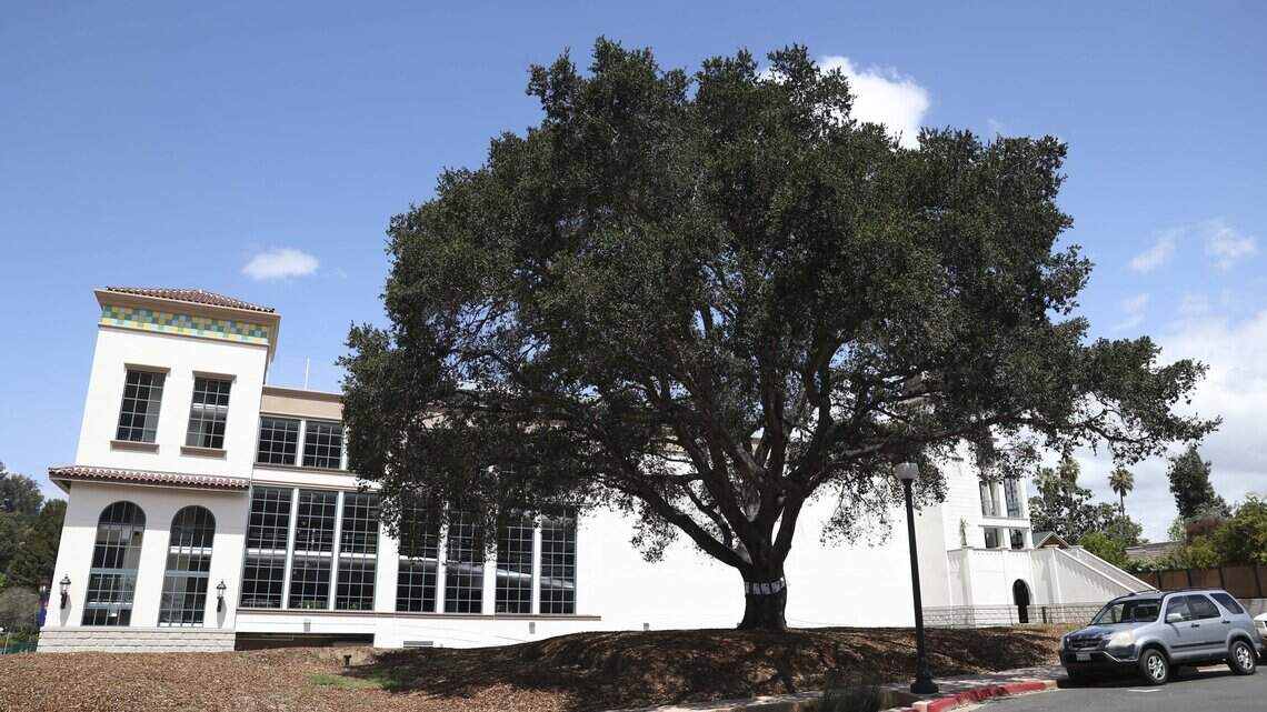 RIP SLO oak tree: You’re not the only to be lost in the name of development