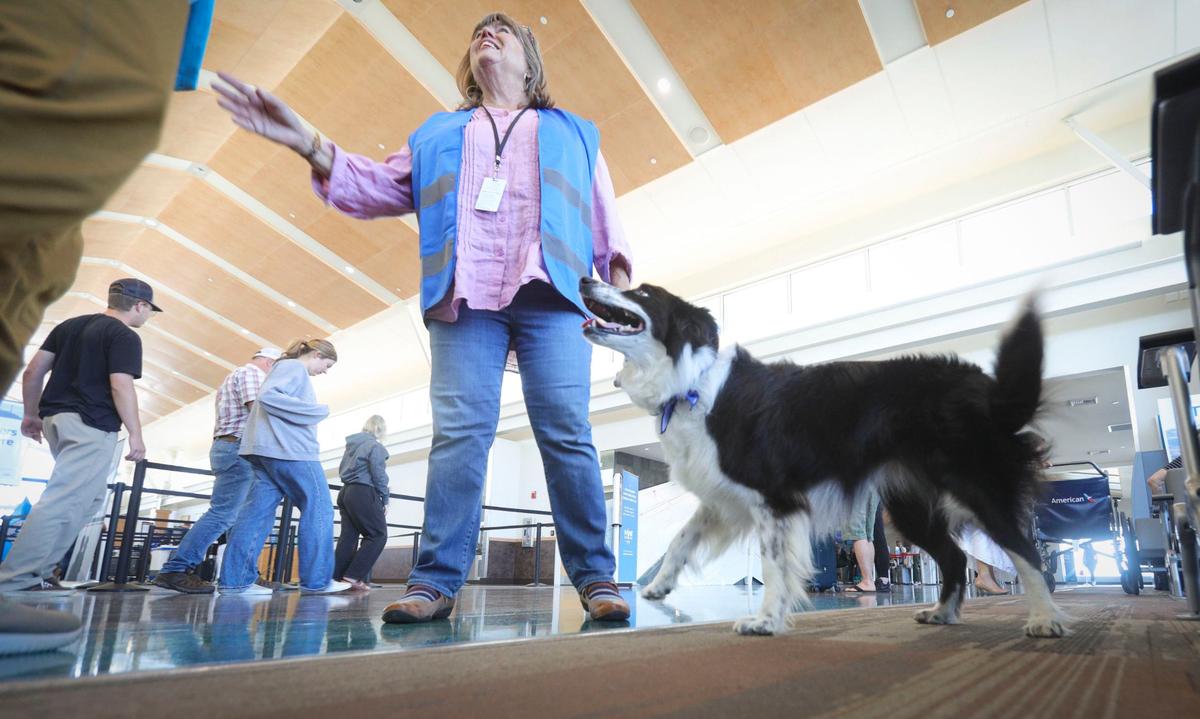 Rachelle Steiger with the border collie “Luna.” A new therapy dog program will help passengers traveling through the San Luis Obispo County Regional Airport have less stressful travel experiences this summer. SBPaws is an initiative in partnership with the Alliance for Therapy Dogs seen here on their first day June 10, 2024.
